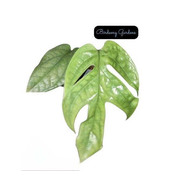 Monstera Spider Man Rare Live Indoor Plant Amydrium Silver Starter Rooted - Picture 3 of 3